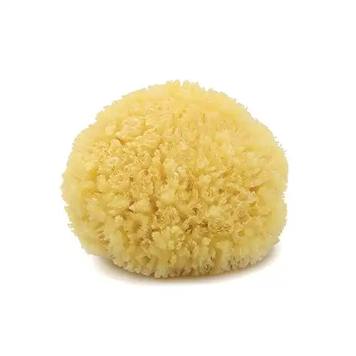 Neptune Natural Caribbean Sea Sponge - All Natural Renewable Sea Sponge (5 inch)